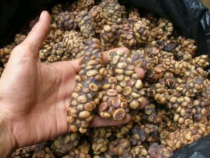 luwak